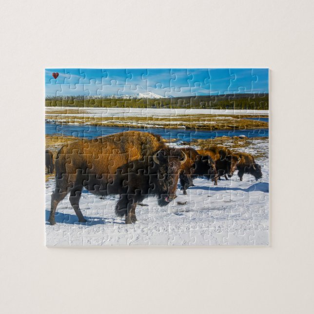 Bison Yellowstone Wyoming Puzzle (Horizontal)