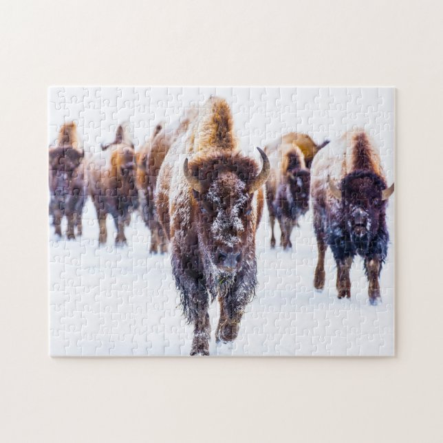 Bison Yellowstone Wyoming. Puzzle (Horizontal)