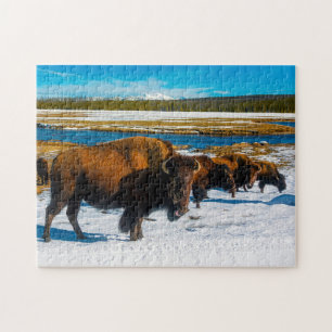 Bison Yellowstone Wyoming. Puzzle