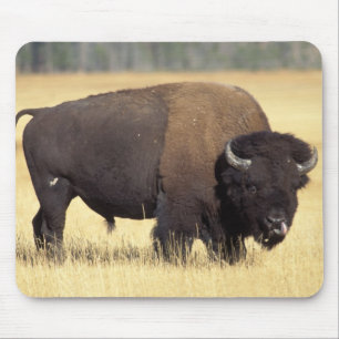 Bisonbulle im Yellowstone National Mousepad