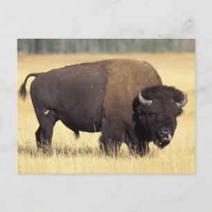 Bisonbulle im Yellowstone National Postkarte