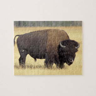 Bisonbulle im Yellowstone National Puzzle