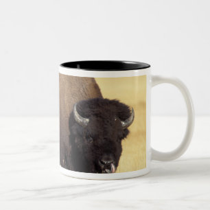 Bisonbulle im Yellowstone National Zweifarbige Tasse