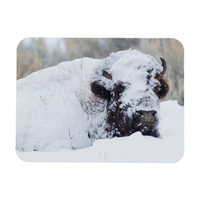 Bisonbulle, Winterfell Magnet (Horizontal)