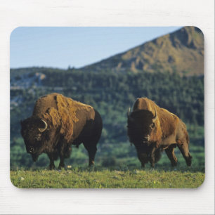 Bisonbullen im Waterton-Lakes-Nationalpark Mousepad