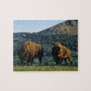 Bisonbullen im Waterton-Lakes-Nationalpark Puzzle