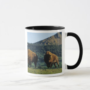 Bisonbullen im Waterton-Lakes-Nationalpark Tasse