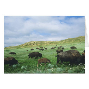 Bisonherde grasen Präriegras bei Theodore