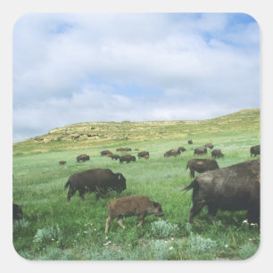 Bisonherde grasen Präriegras bei Theodore Quadratischer Aufkleber
