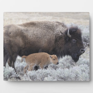Bisonkuh mit Kalb, Yellowstone Fotoplatte