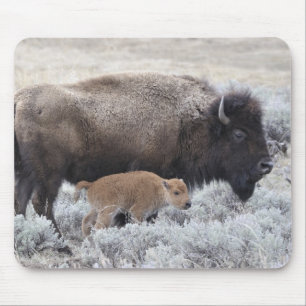 Bisonkuh mit Kalb, Yellowstone Mousepad