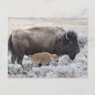 Bisonkuh mit Kalb, Yellowstone Postkarte