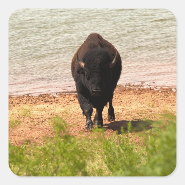 Bisons am Wasser Quadratischer Aufkleber (Vorderseite)