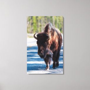 Bisons auf der Fahrbahn im Yellowstone-Nationalpar Leinwanddruck