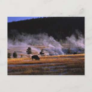 Bisons beim Grasen im Upper Geyser Basin Postkarte