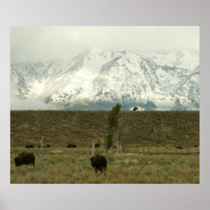 Bisons im Grand Teton National Park Fotografie Poster