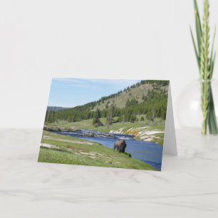 Bisons im Yellowstone-Nationalpark Karte