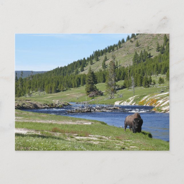 Bisons im Yellowstone-Nationalpark Postkarte (Vorderseite)