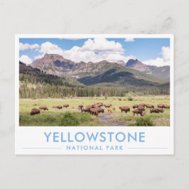 Bisons im Yellowstone-Nationalpark Sommerberg Postkarte