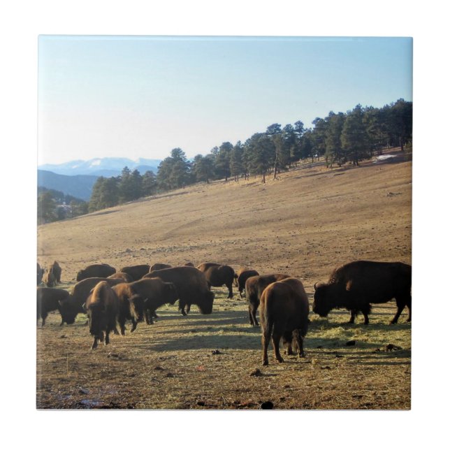 Bisons in Colorado Fliese (Vorderseite)