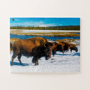 Bisons Yellowstone Wyoming Puzzle