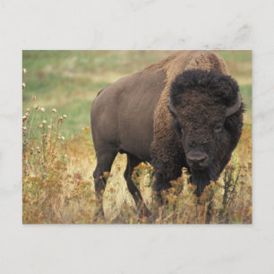 Bisonte Americano Postkarte