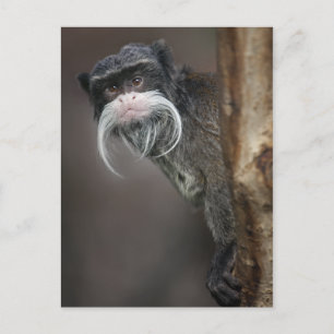 Bist du mein Friseur? Postkarte