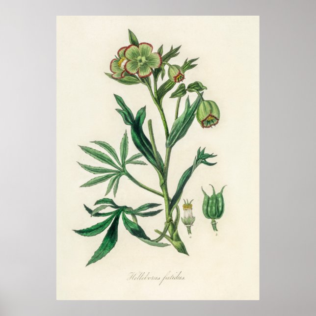 Bistort (Polygonum bistorta) aus Botanik Poster (Vorne)