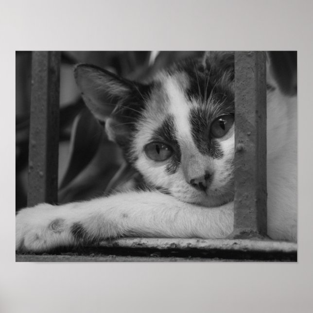 Bitte Kitty Poster (Vorne)