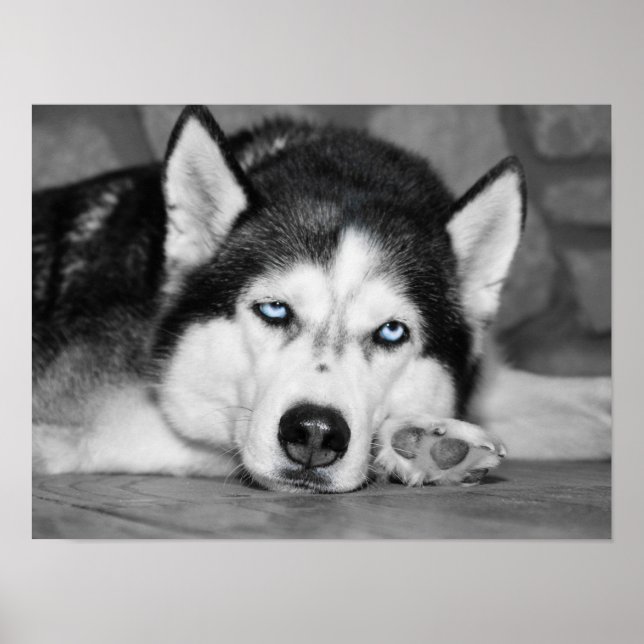 Bitte lass mir schlafen. poster (Vorne)