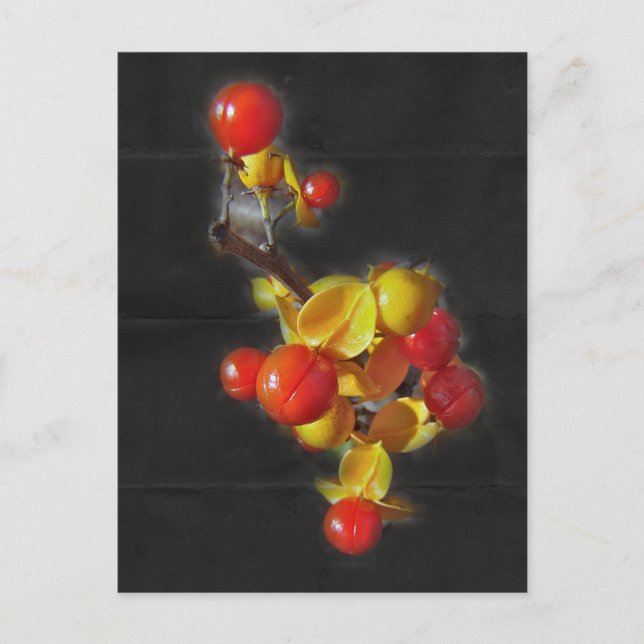 Bittersüße Berries - Herbstschönheit Postkarte (Vorderseite)