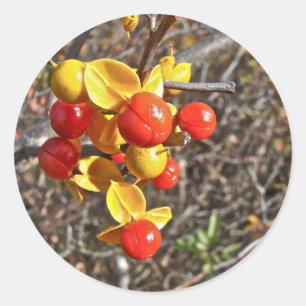 Bittersüße Rebe-Beeren-Einzelteile Runder Aufkleber