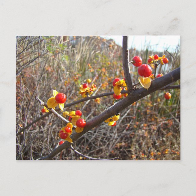 Bittersüße Weinberge Postkarte (Vorderseite)