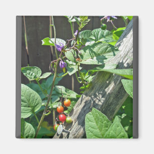 Bittersüßer Nachtschatten (Solanum dulcamara) Magn Magnet