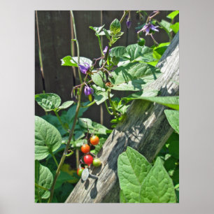 Bittersüßer Nightshade (Nachtschatten dulcamara) Poster