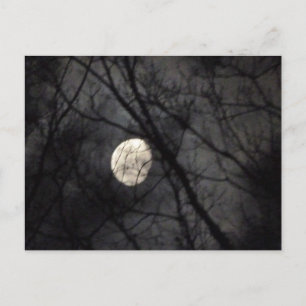 BL- Moon and Trees Nature Postcard Postkarte