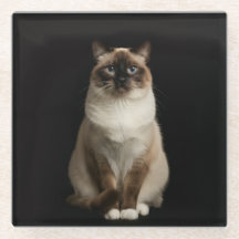 Black 4 Luxe Glass coaster, Birmanese Cat