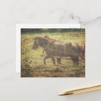 Black and Sorrel Amish Horses Mowing Hay Postkarte