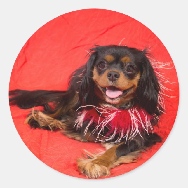 Black and Tan Cavalier King Charles in roter Aufsc Runder Aufkleber (Vorderseite)