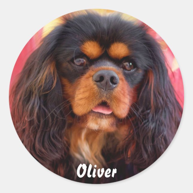 Black and Tan Cavalier King Charles Spaniel Dog Runder Aufkleber (Vorderseite)