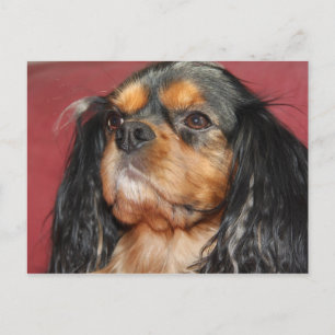 Black and Tan Cavalier King Charles Spaniel Postkarte