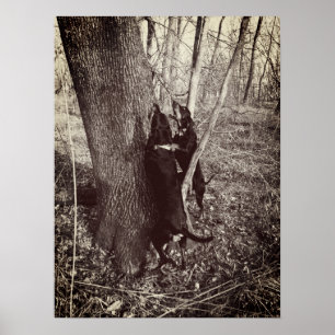Black and Tan Coon Hounds Poster