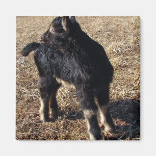 Black and Tan Kid Magnet