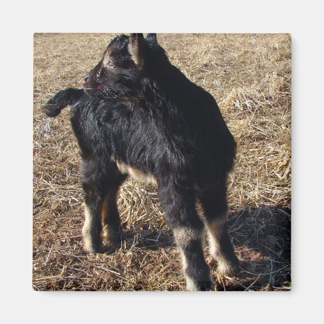 Black and Tan Kid Magnet (Vorne)