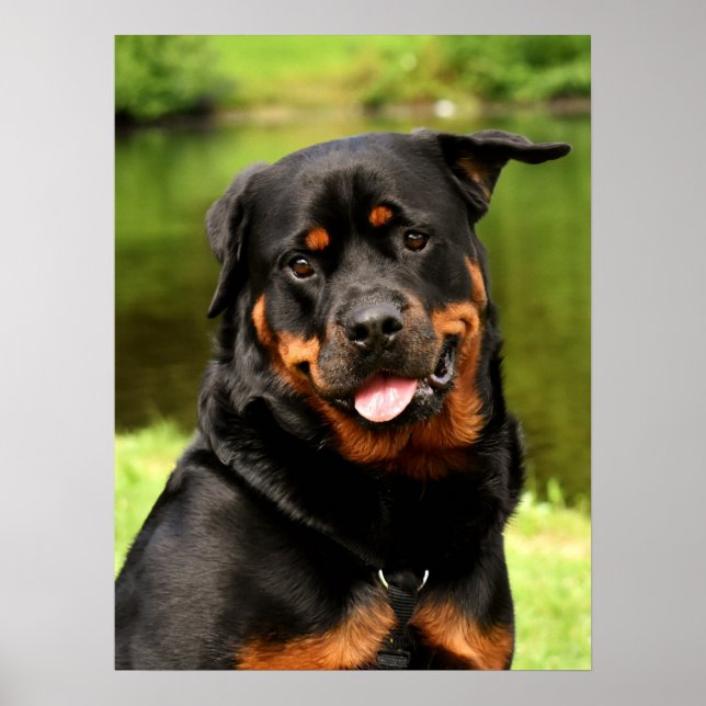 Black and Tan Rottweiler Puppy Dog Poster (Vorne)