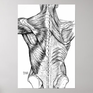 Black and White Anatomy Art Back Muscles (1890) Poster