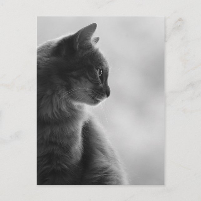 Black and White, Cat in Profile. Postkarte (Vorderseite)
