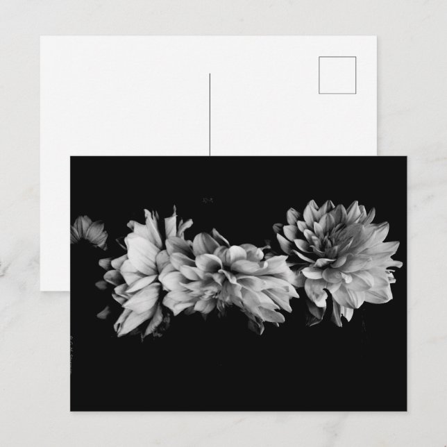 Black-and-White Dahlia Trio Feiertagspostkarte (Vorne/Hinten)