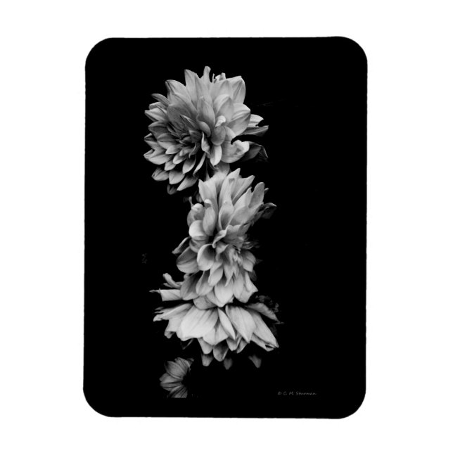 Black-and-White Dahlia Trio Magnet (Vertikal)