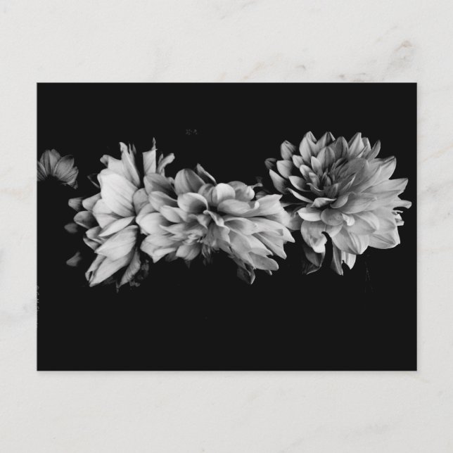 Black-and-White Dahlia Trio Postkarte (Vorderseite)